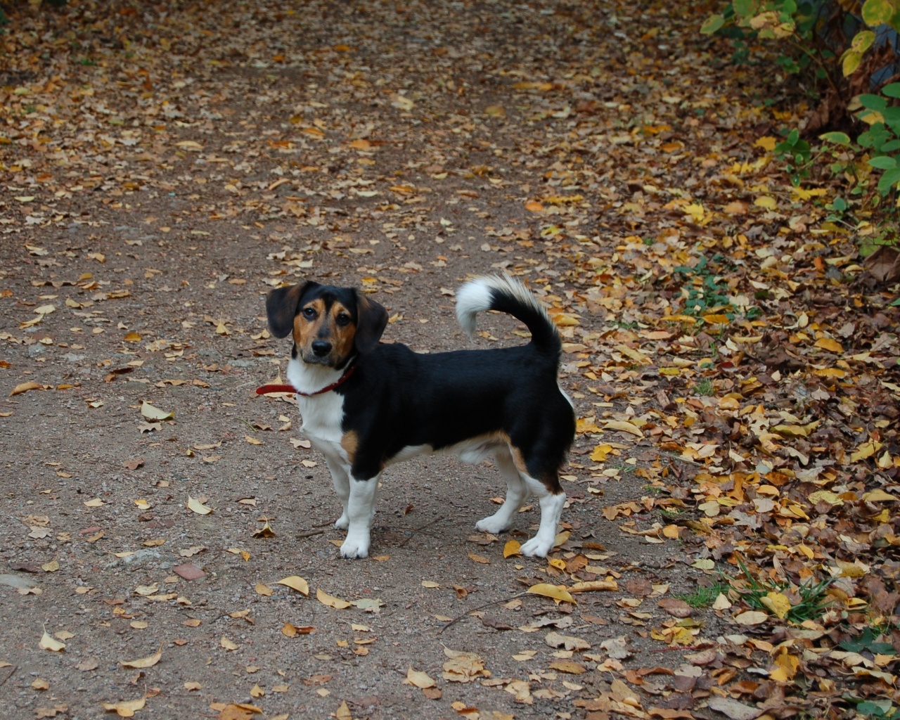 Filou (Beagle, Jack Russell Terrier) Beagle Jack Russell Terrier 